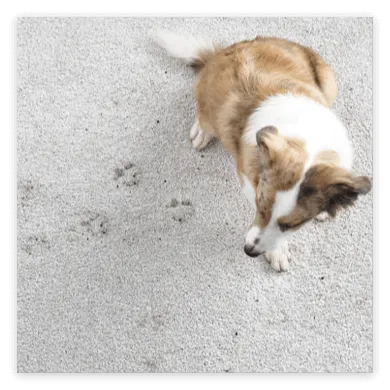 Carpet-DryStains-1 Carpet-DryStains-1